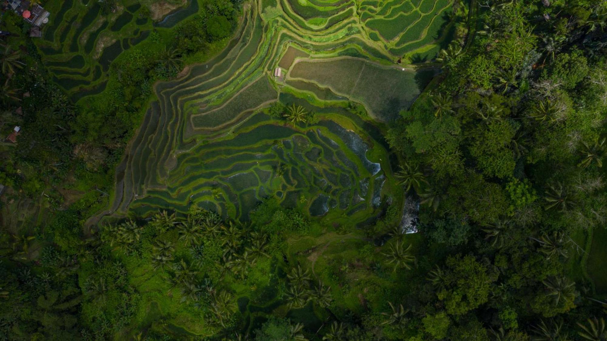 Alila Ubud Payangan Εξωτερικό φωτογραφία